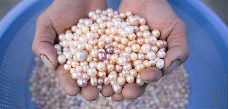 grow pearls at your home and earn in lakhs 