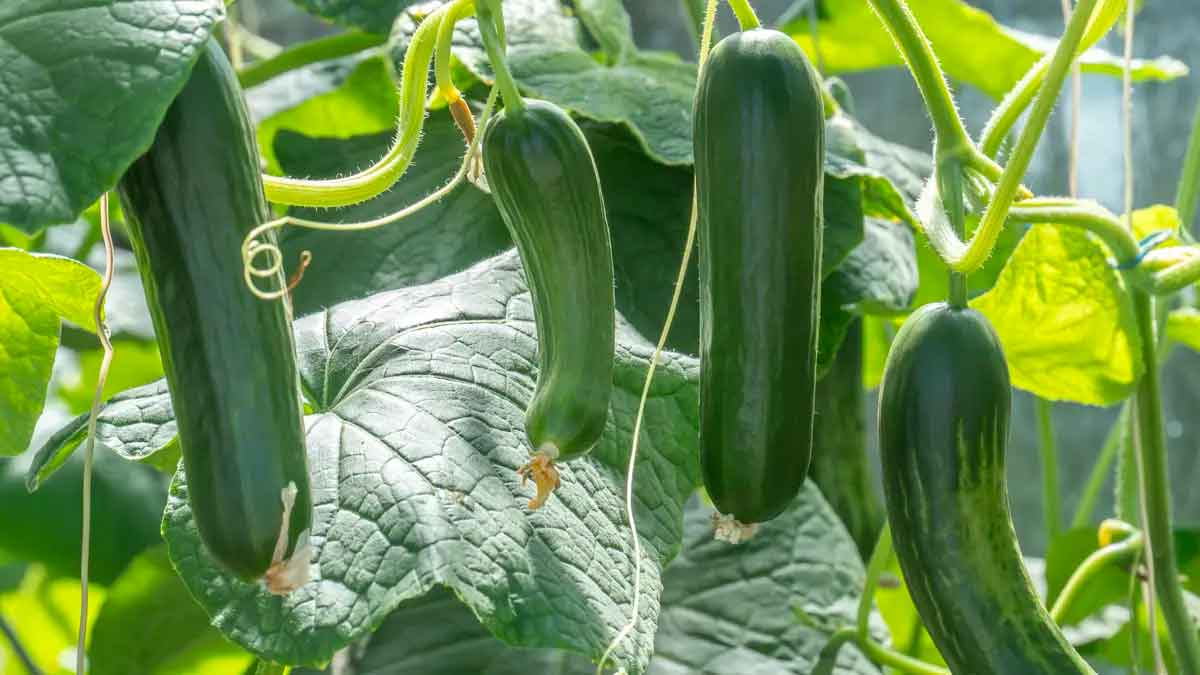 How To Grow Cucumber At Home very simple method to follow