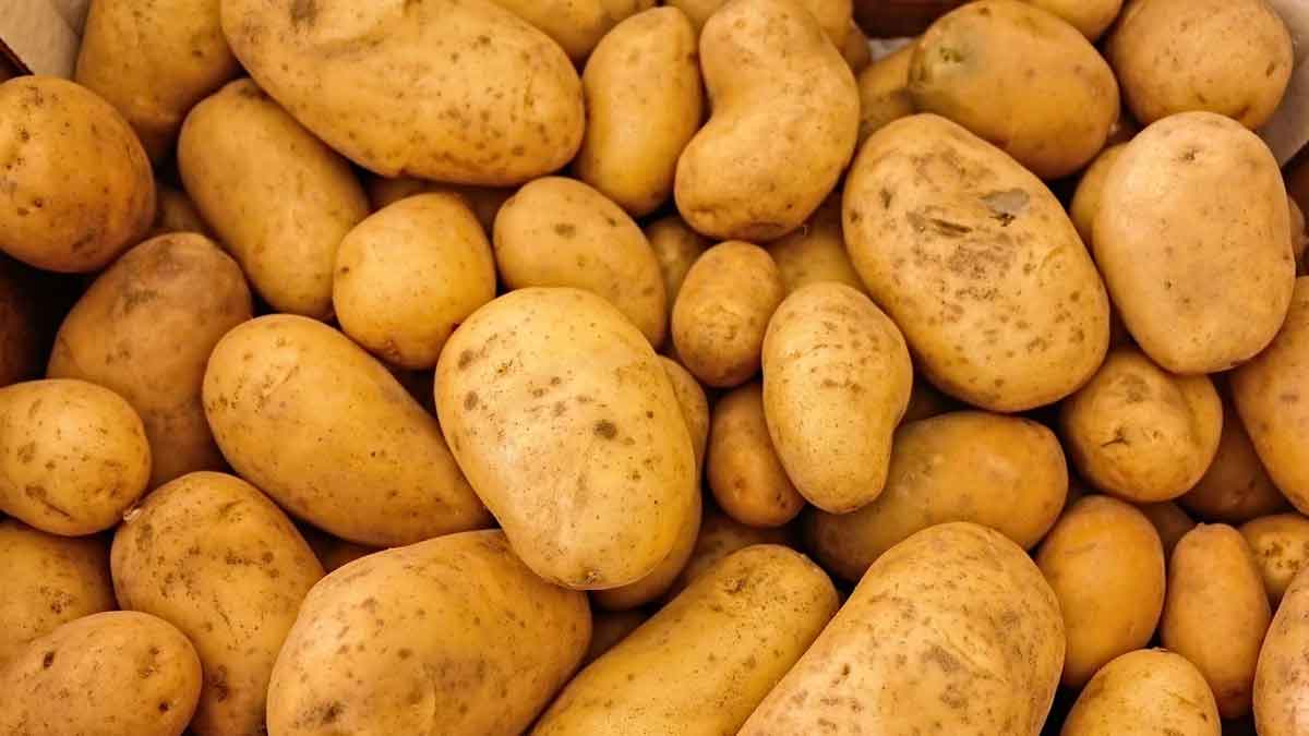 can eating Potato causes weight gain 